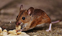 pre-construction-termite-treatment Experts in Mc Henry